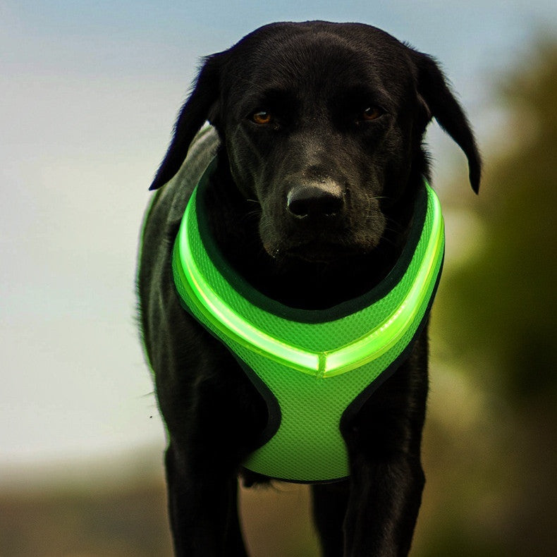 NightWalker LED Dog Harness - alternate view