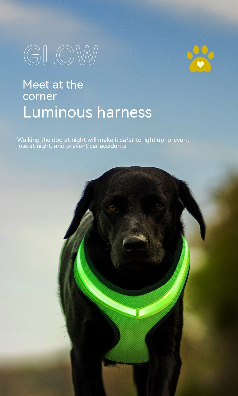 NightWalker LED Dog Harness - lifestyle